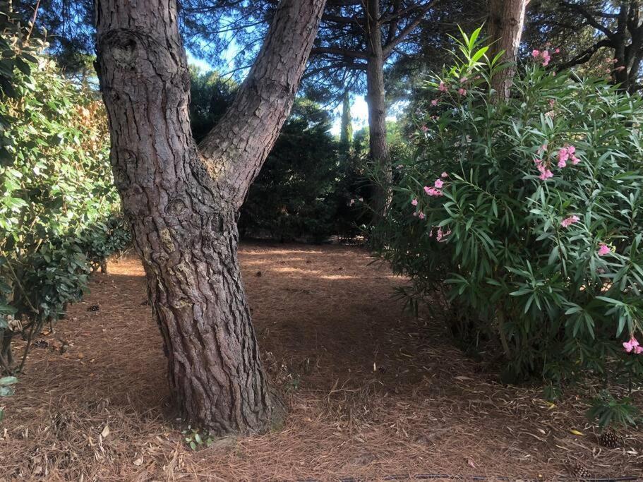 Villa Arethuse - Pyla Sur Mer Esterno foto